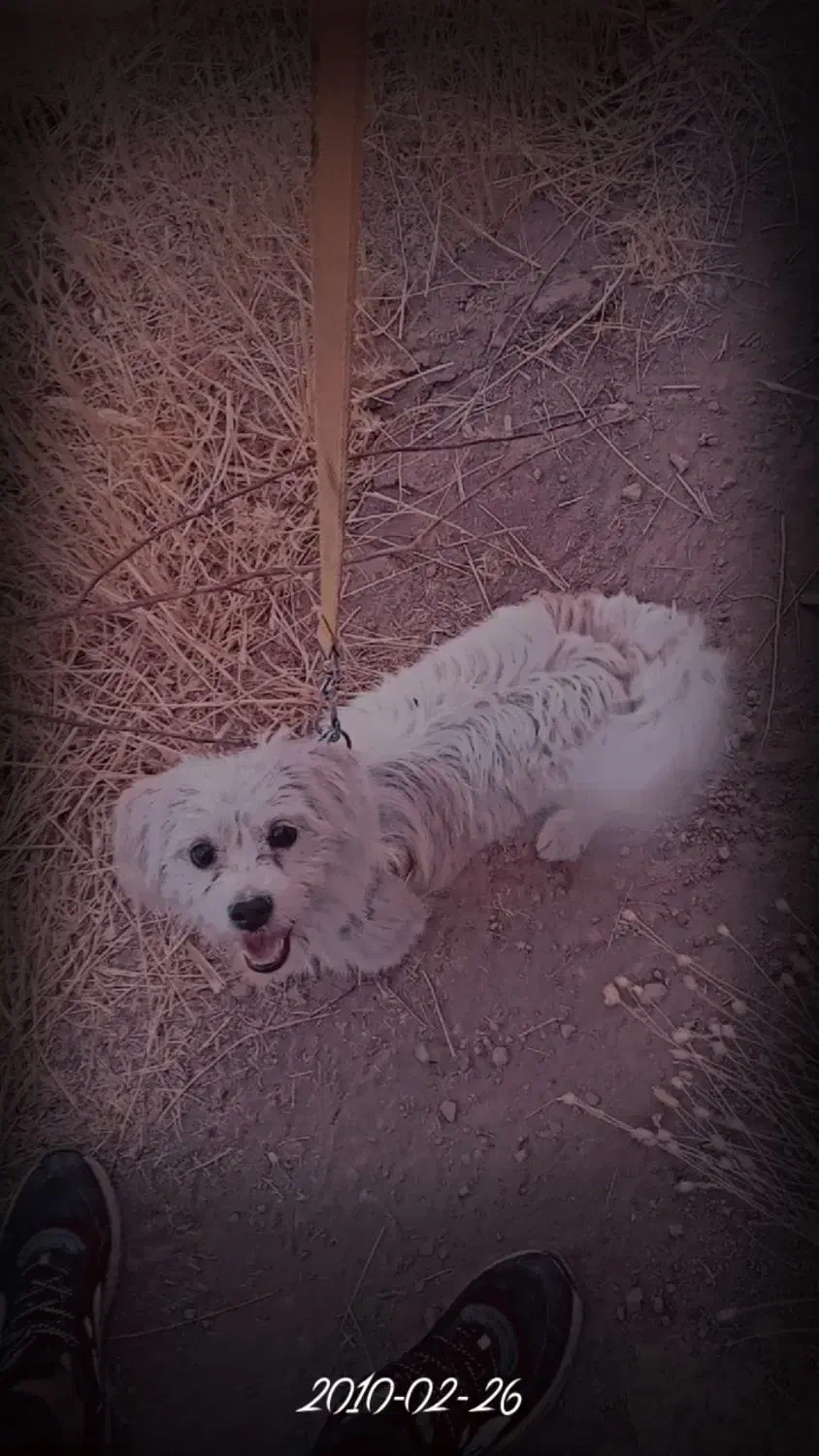 شیتزو|سگ|نوبران, |دیوار