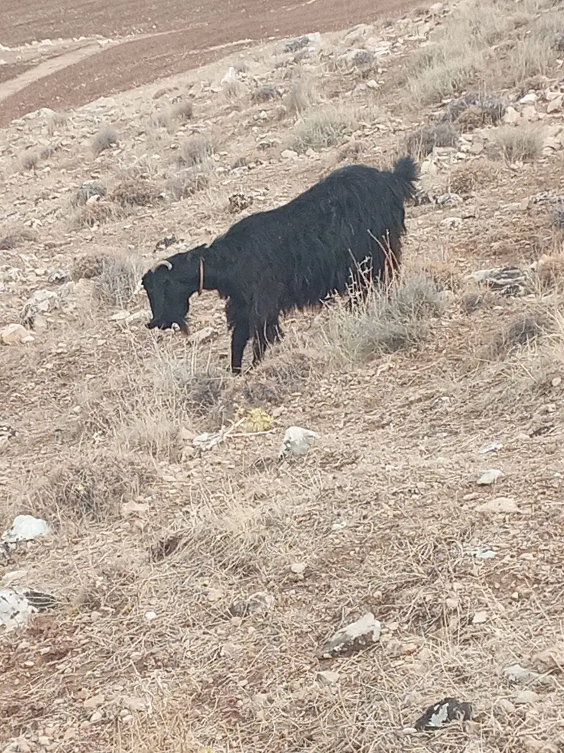 بزجوان|حیوانات مزرعه|طرهان, |دیوار