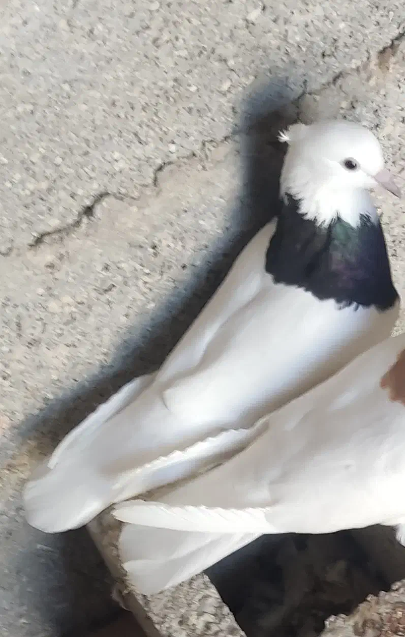 کبوتر ۲۵۰|پرنده|مهر, |دیوار