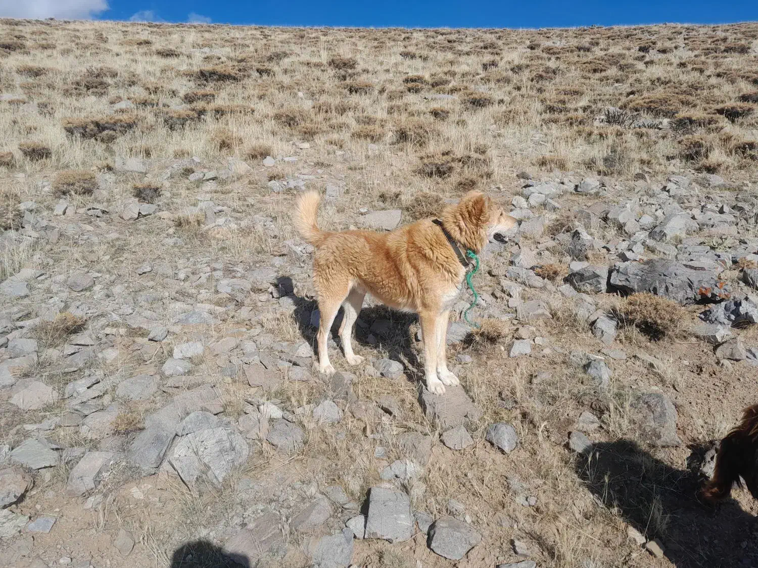 واگذاری سگ|سگ|بستان آباد, |دیوار