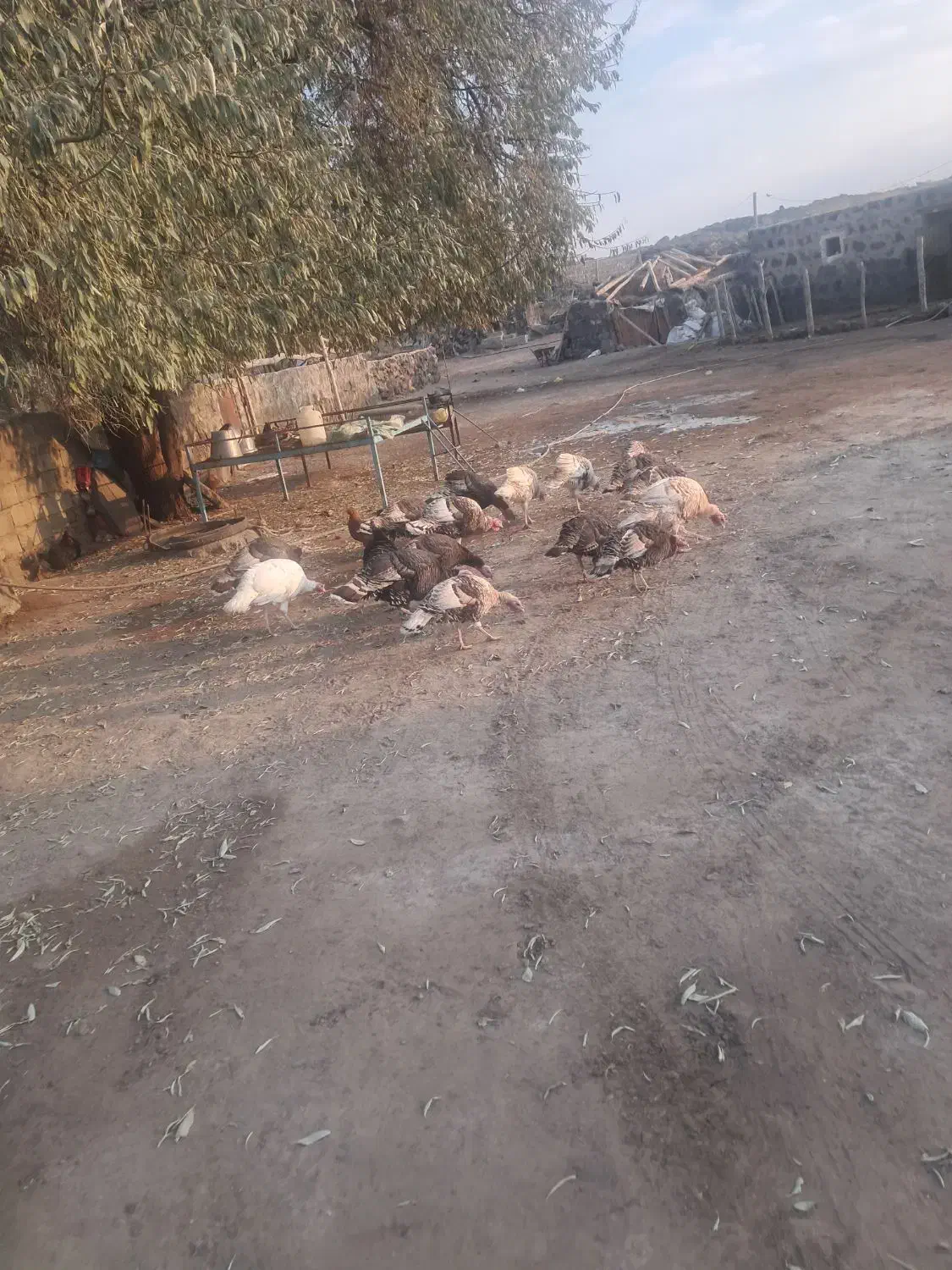 ۱۰عدد بوقلمون|حیوانات مزرعه|بازرگان, |دیوار