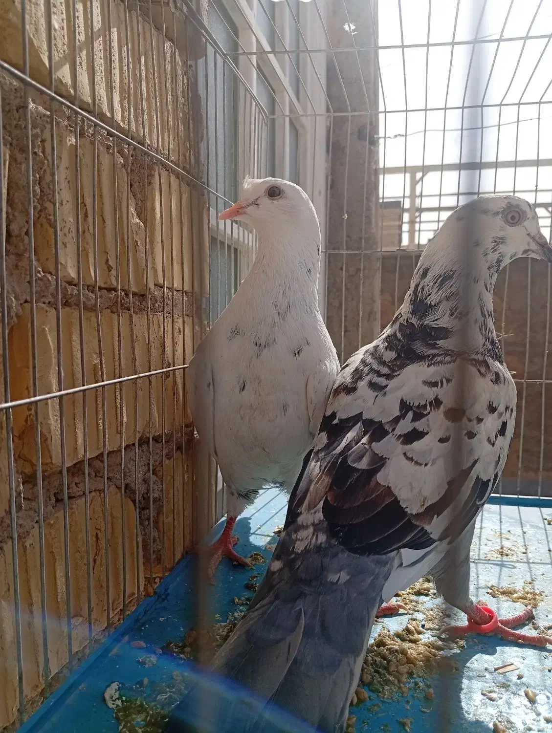 کبوتر تهرونی|پرنده|مرودشت, مختارآباد|دیوار