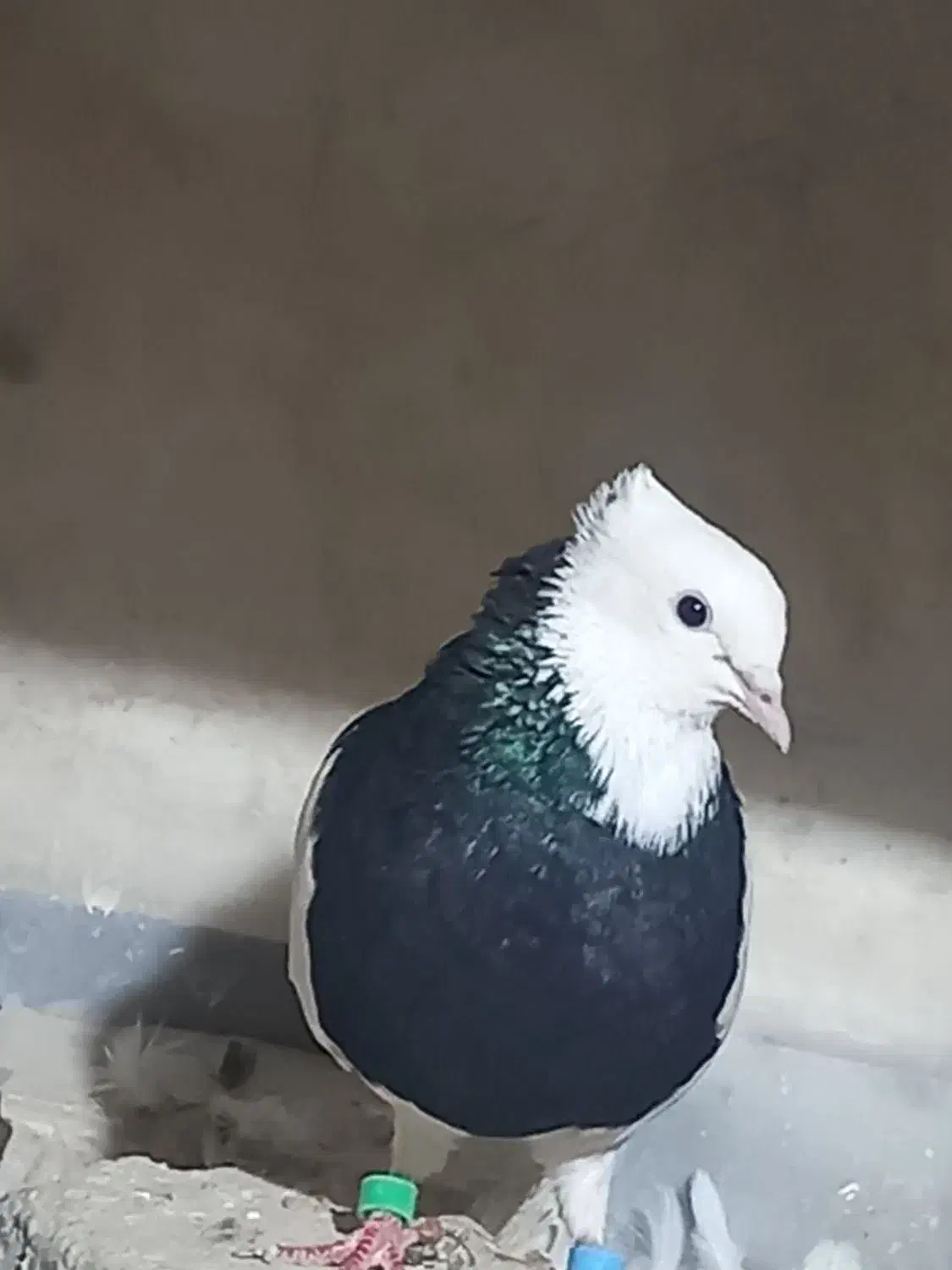 حراج انواع کفترطوقی|پرنده|هرسین, |دیوار