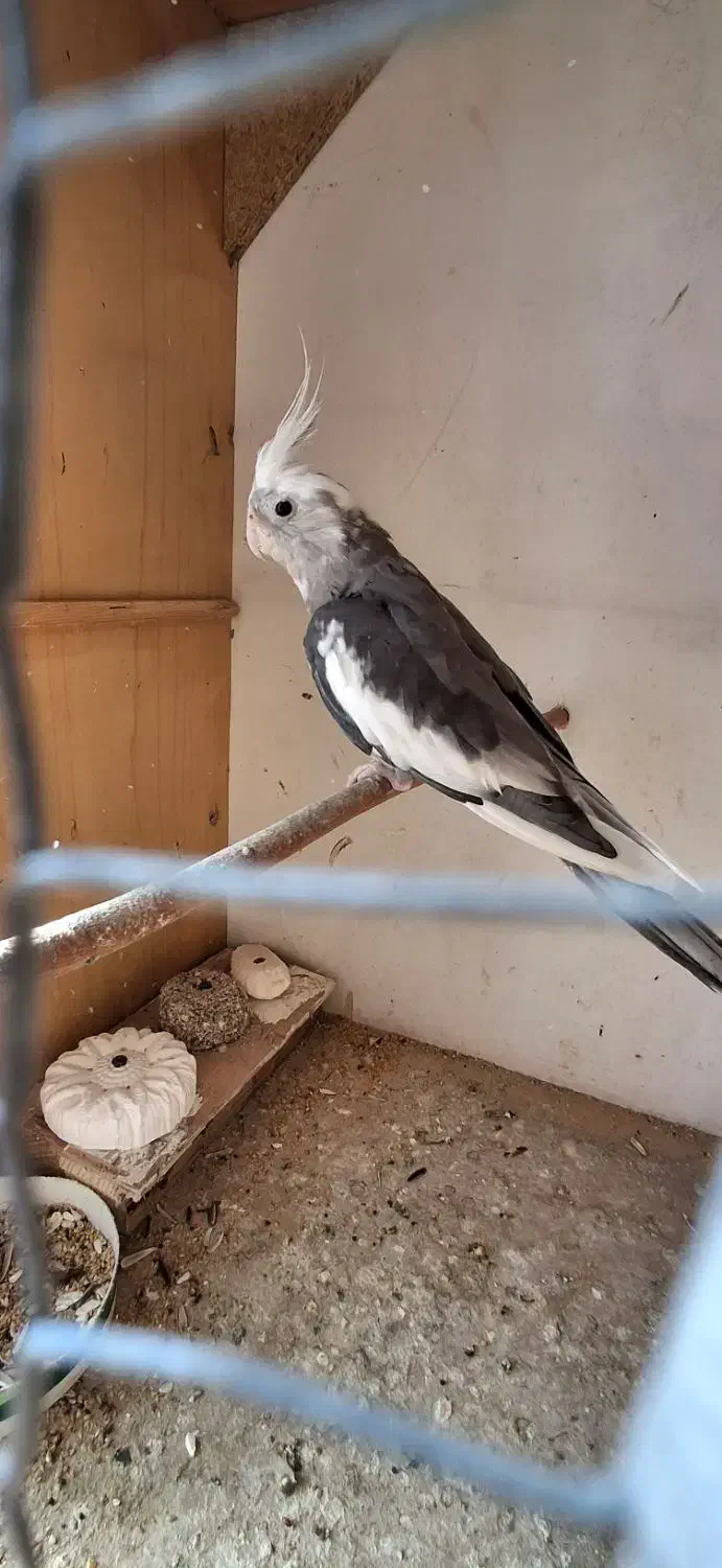 طوطی عروس|پرنده|نکا, |دیوار