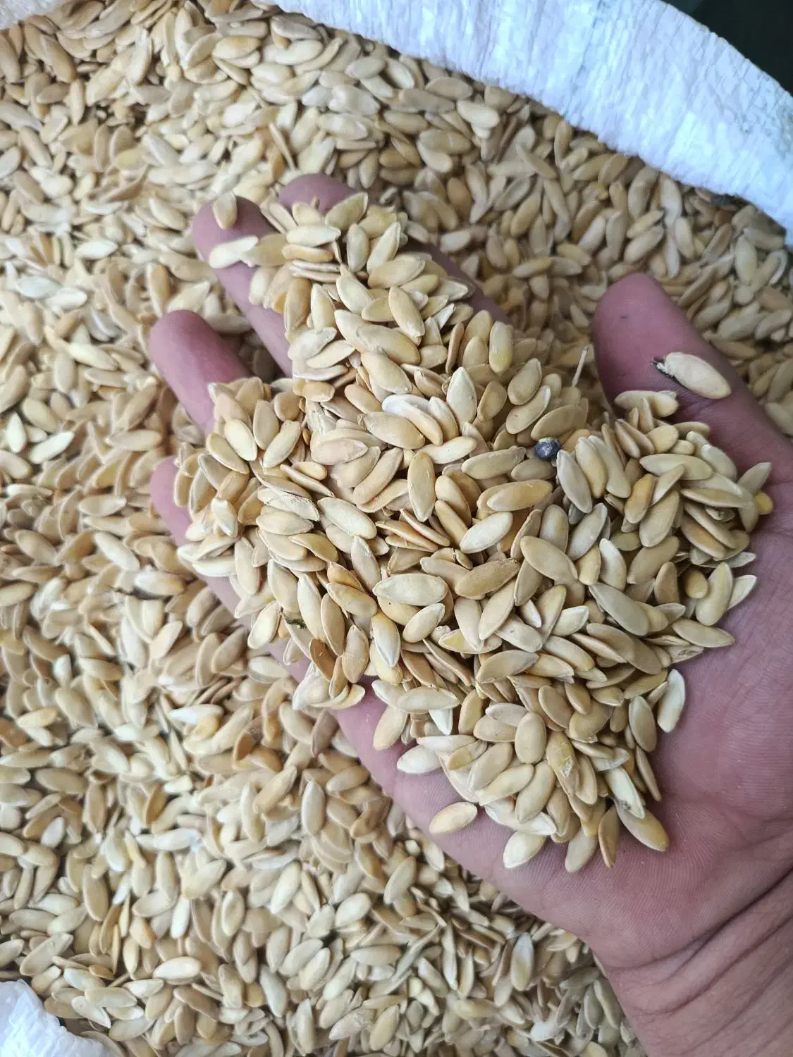 تخم خربزه شمارا به بالاترین قیمت خریداریم|خدمات باغبانی و درختکاری|تربت جام, یحیی آباد|دیوار