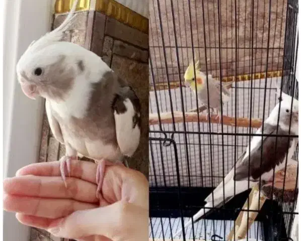 عر‌وس هلند‌ی جفت‌ مولد‌|پرنده|شاهدشهر, |دیوار