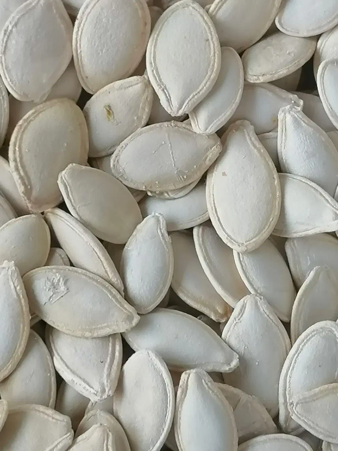 کدو سایز 8|خوردنی و آشامیدنی|آباده, |دیوار