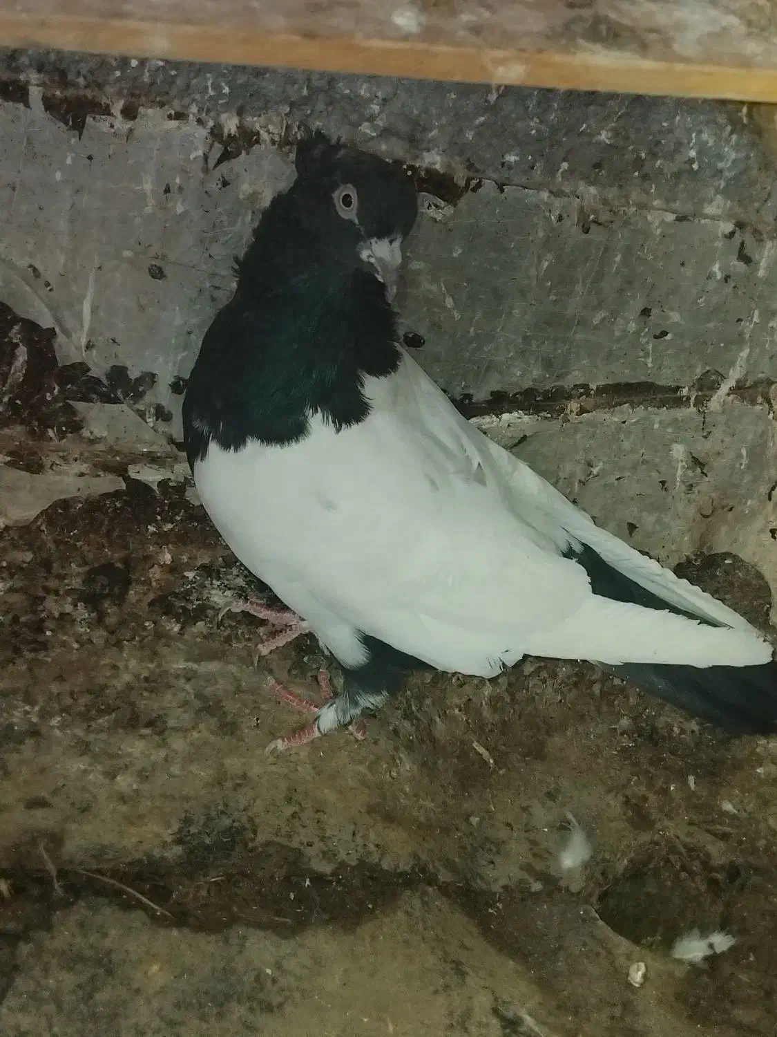 جفت‌ماده‌به‌شرط|پرنده|ساوه, |دیوار