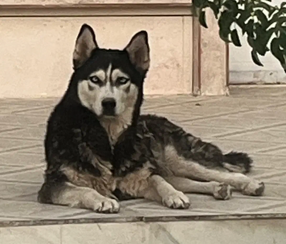 واگذاری هاسکی اورجینال|سگ|بافت, |دیوار