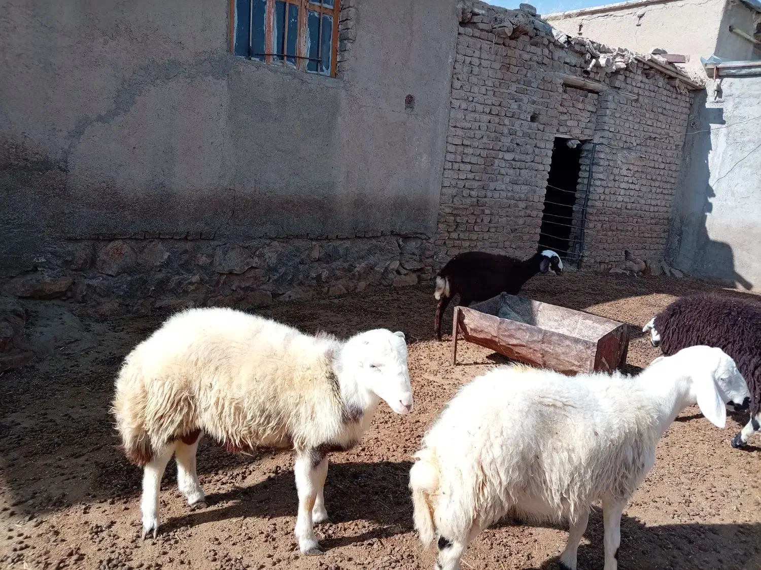 قوچ|حیوانات مزرعه|سیلاخور, |دیوار