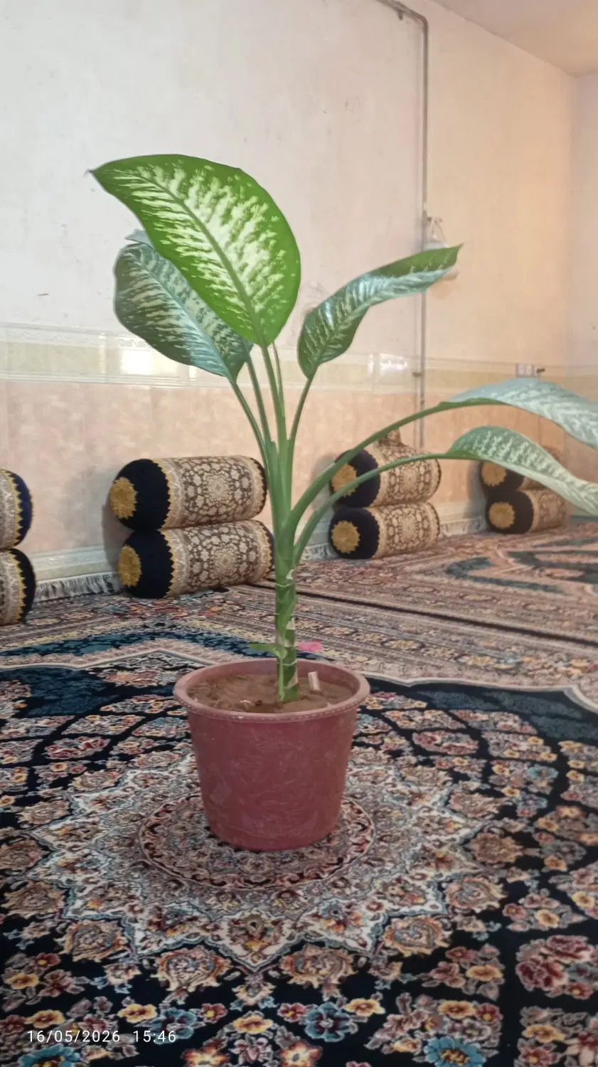 گل ت|گل و گیاه طبیعی|سنندج, |دیوار