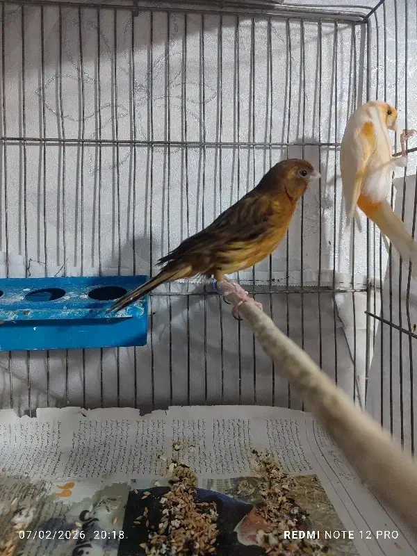 جفت قناری|پرنده|اردبیل, |دیوار