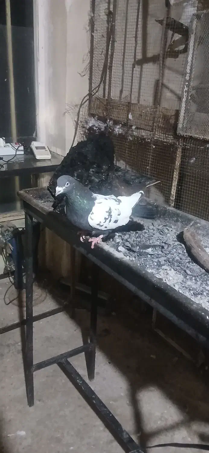 جا ندارم|حیوانات|میاندوآب, |دیوار