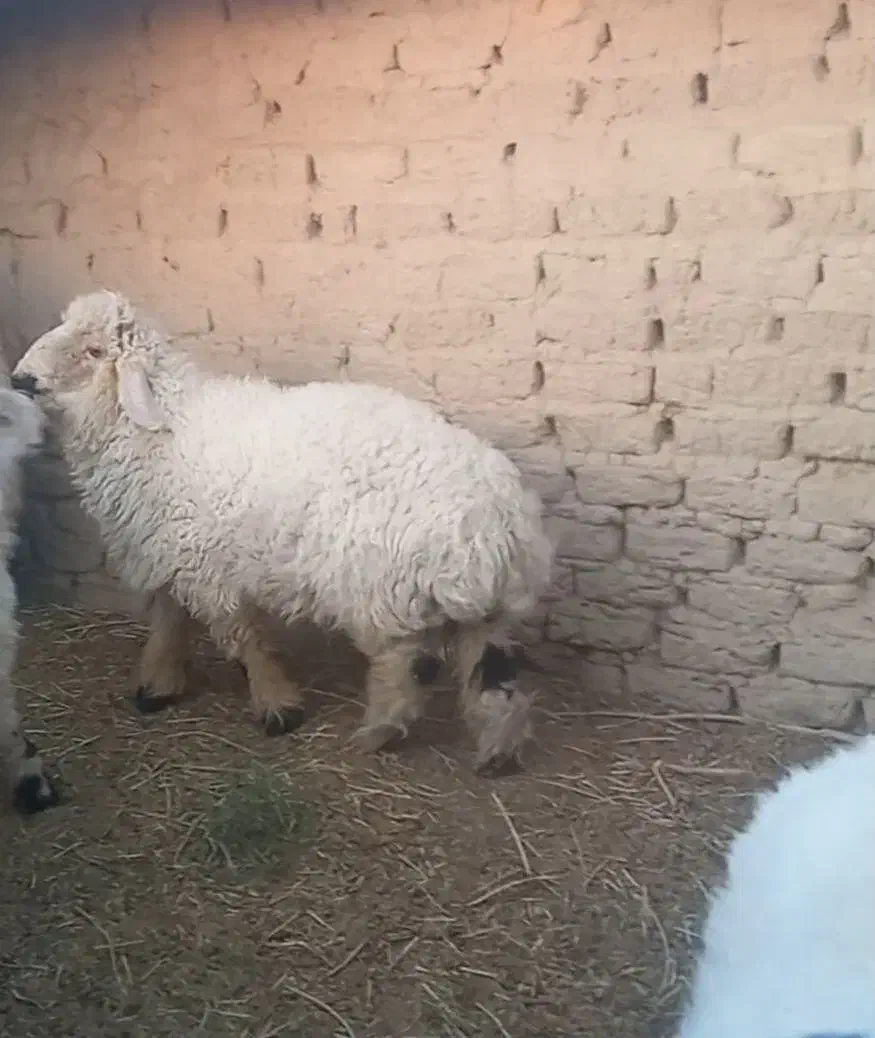 گوسفند نر|حیوانات مزرعه|خمک, |دیوار