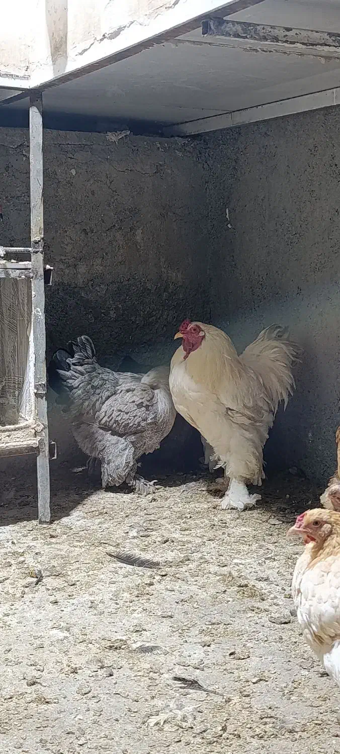 مرغ و خروس برهما|حیوانات مزرعه|قلعه شاهین, |دیوار