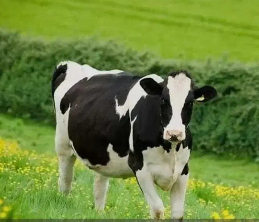 کارگر گاوداری|استخدام سرایداری و نظافت|سرولایت, |دیوار