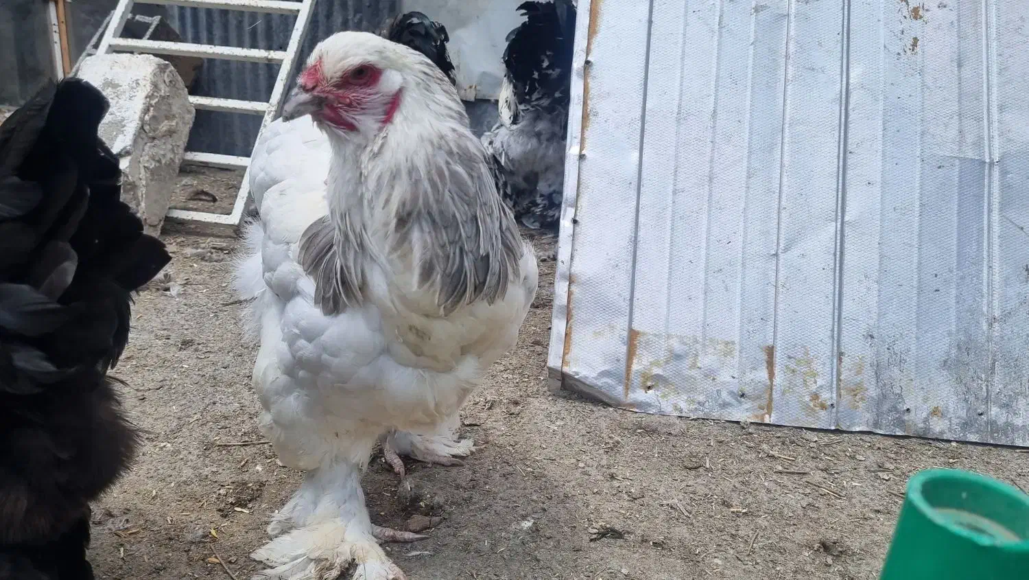 برهما نر و ماده|حیوانات مزرعه|تهران, پارک شهر|دیوار