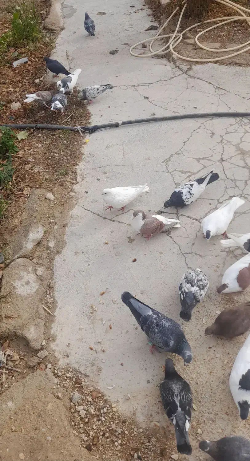 کفتر|پرنده|بجنورد, |دیوار