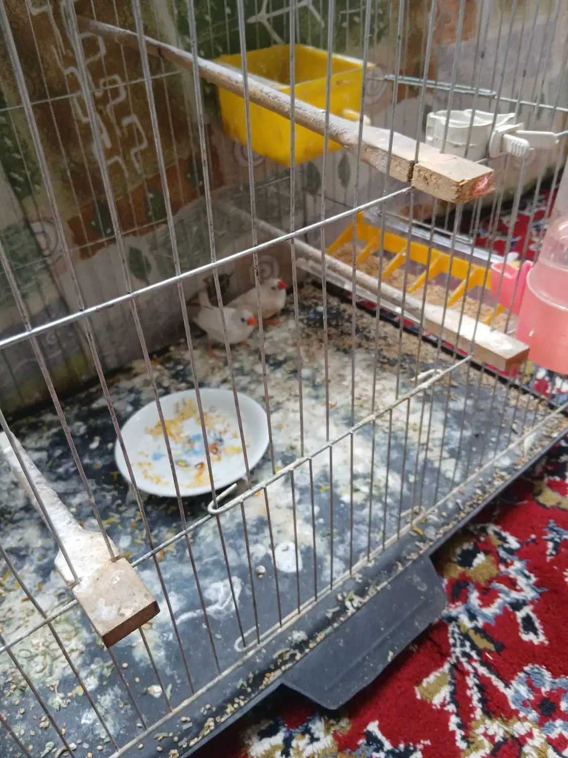 فنچ|پرنده|قدس, شهرقدس|دیوار