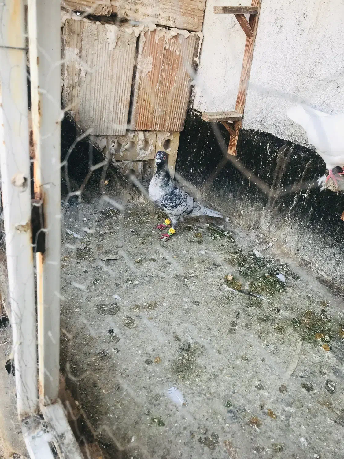 کفتر|پرنده|مشهد, باغون آباد|دیوار