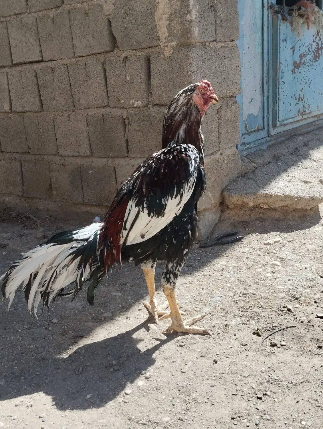 خروس ومرغ|حیوانات مزرعه|شاهین دژ, |دیوار