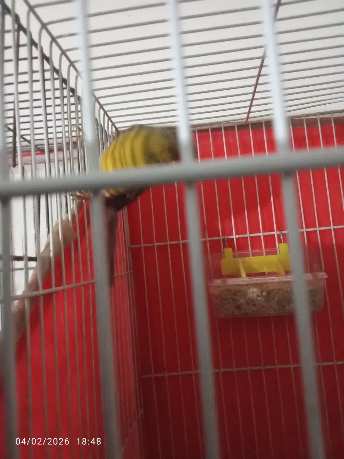 قناری زیبا|پرنده|نیشابور, هفده شهریور|دیوار