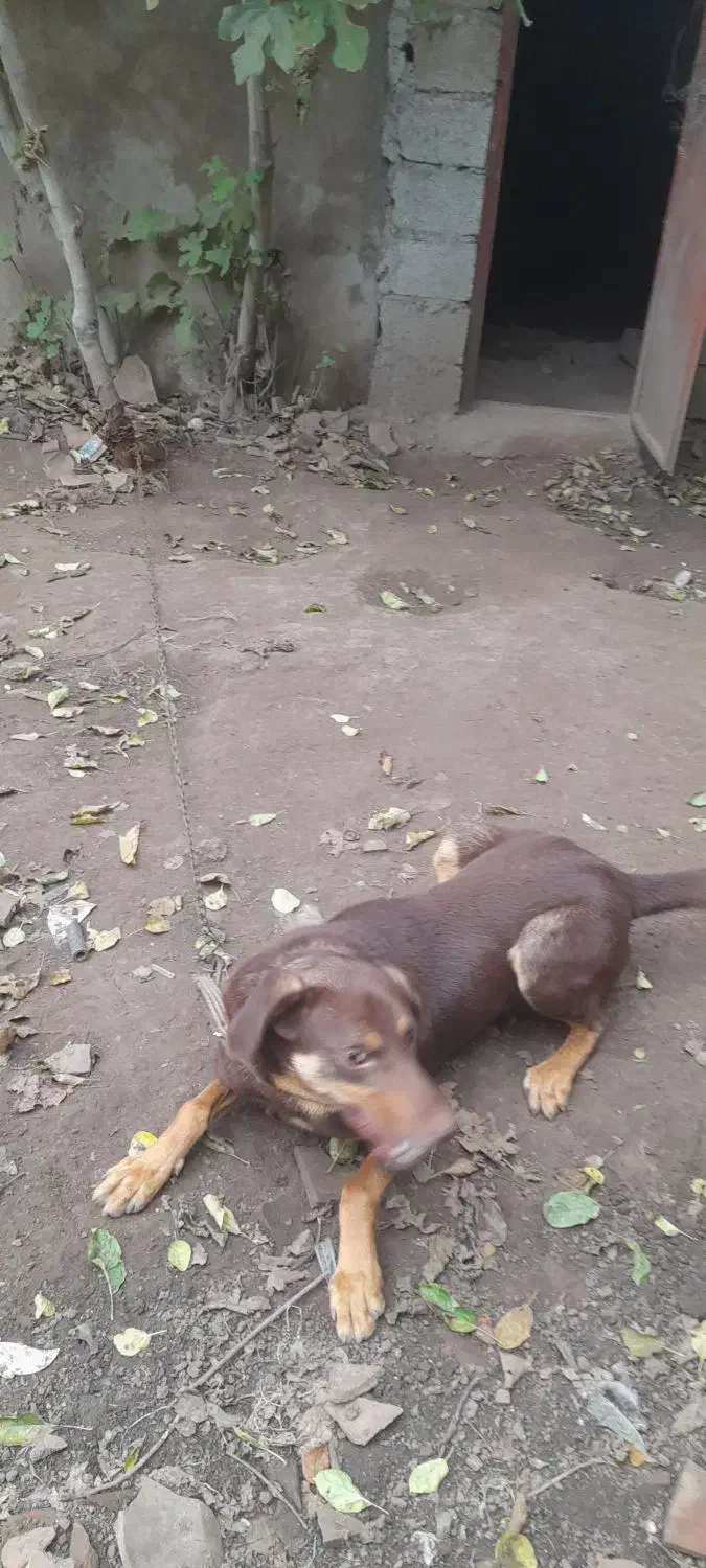 گم شده|حیوانات|لیسار, |دیوار