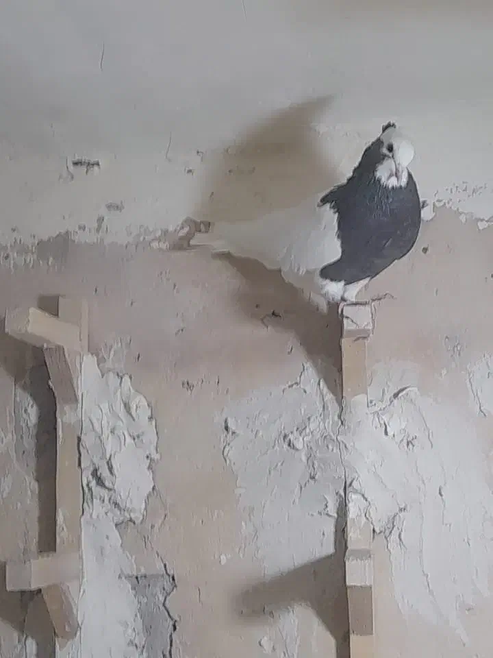 یجفت نروماده طوق سرکه، کله نر مست جوان|پرنده|شیراز, پودنک|دیوار