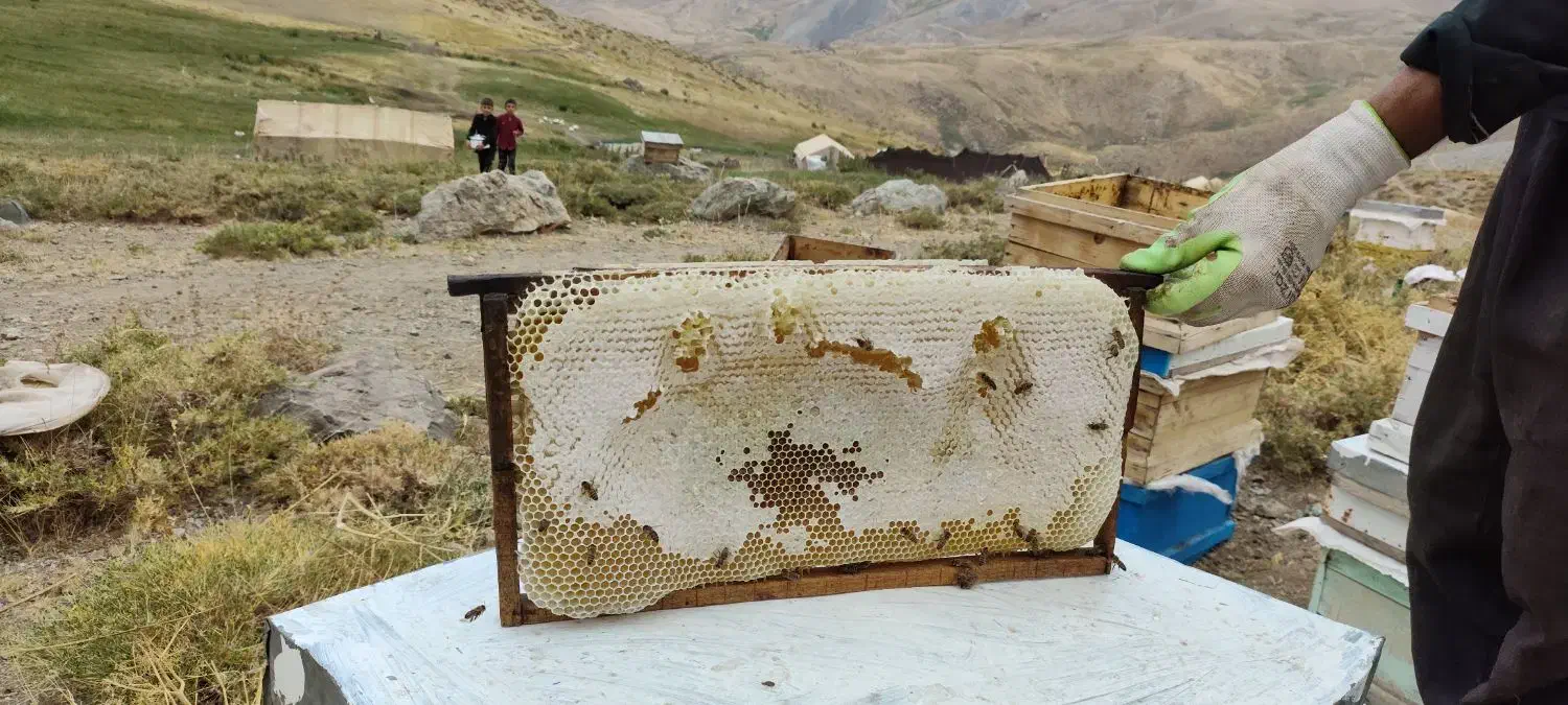 عسل کوهستانی ییلاقات دره بنار مرگور|خوردنی و آشامیدنی|سیلوانه, |دیوار