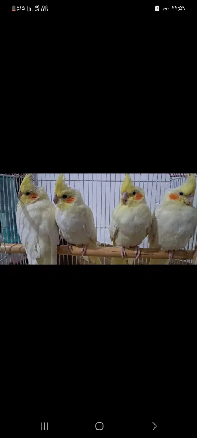 ۴ عروس ۱ساله|پرنده|هندمینی, |دیوار