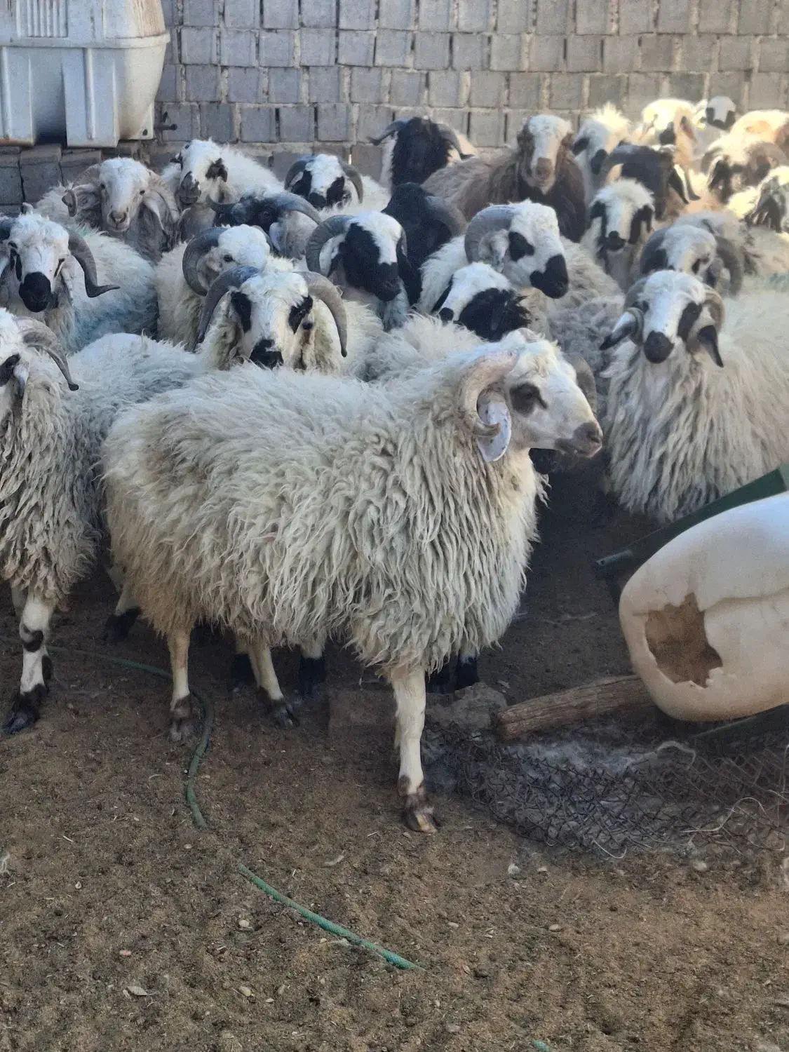 بره چاق|حیوانات مزرعه|بختگان, |دیوار