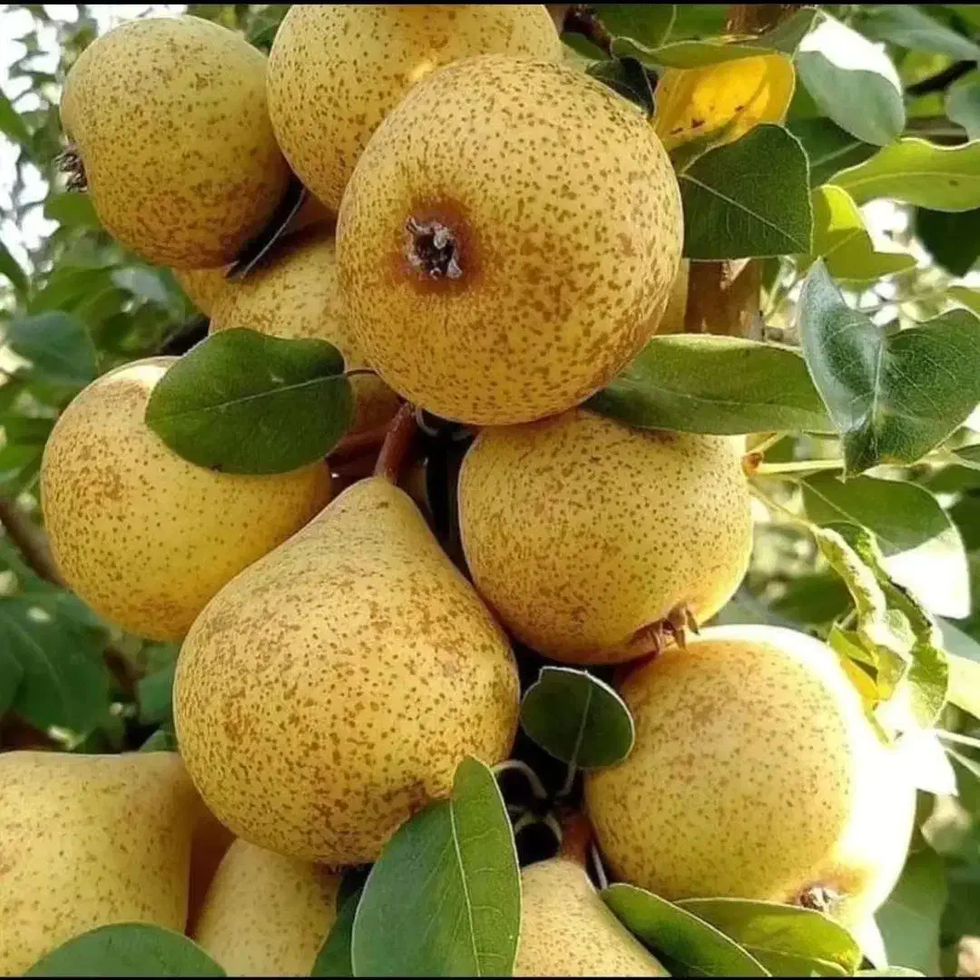 فروش نهال از خود خزانه بدون واسطه|خدمات باغبانی و درختکاری|زنجان, |دیوار