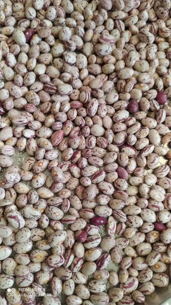لوبیا چیتی|خوردنی و آشامیدنی|سلطانیه, |دیوار