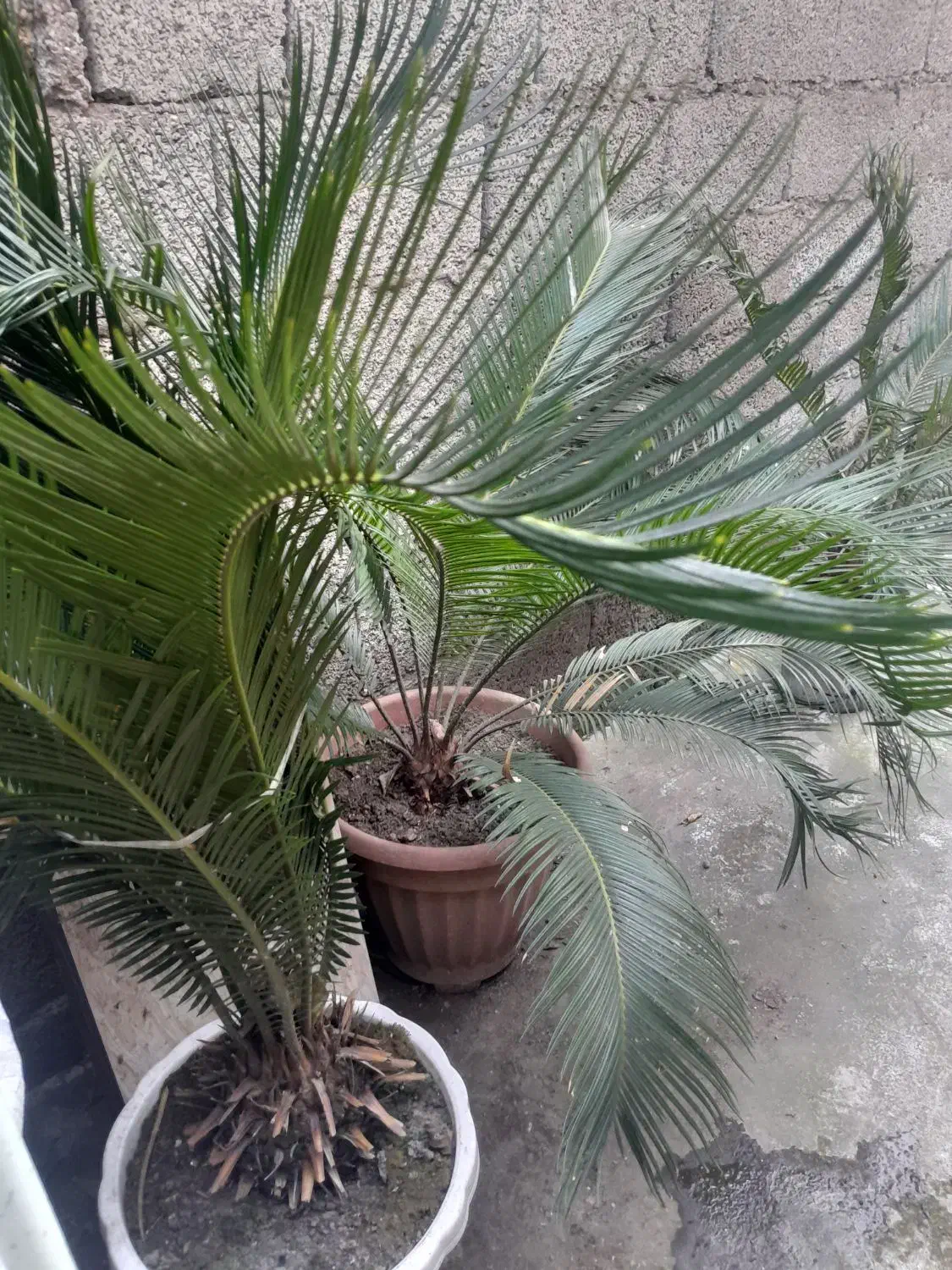 گل سیکاس|گل و گیاه طبیعی|رشت, سیا اسطلخ|دیوار