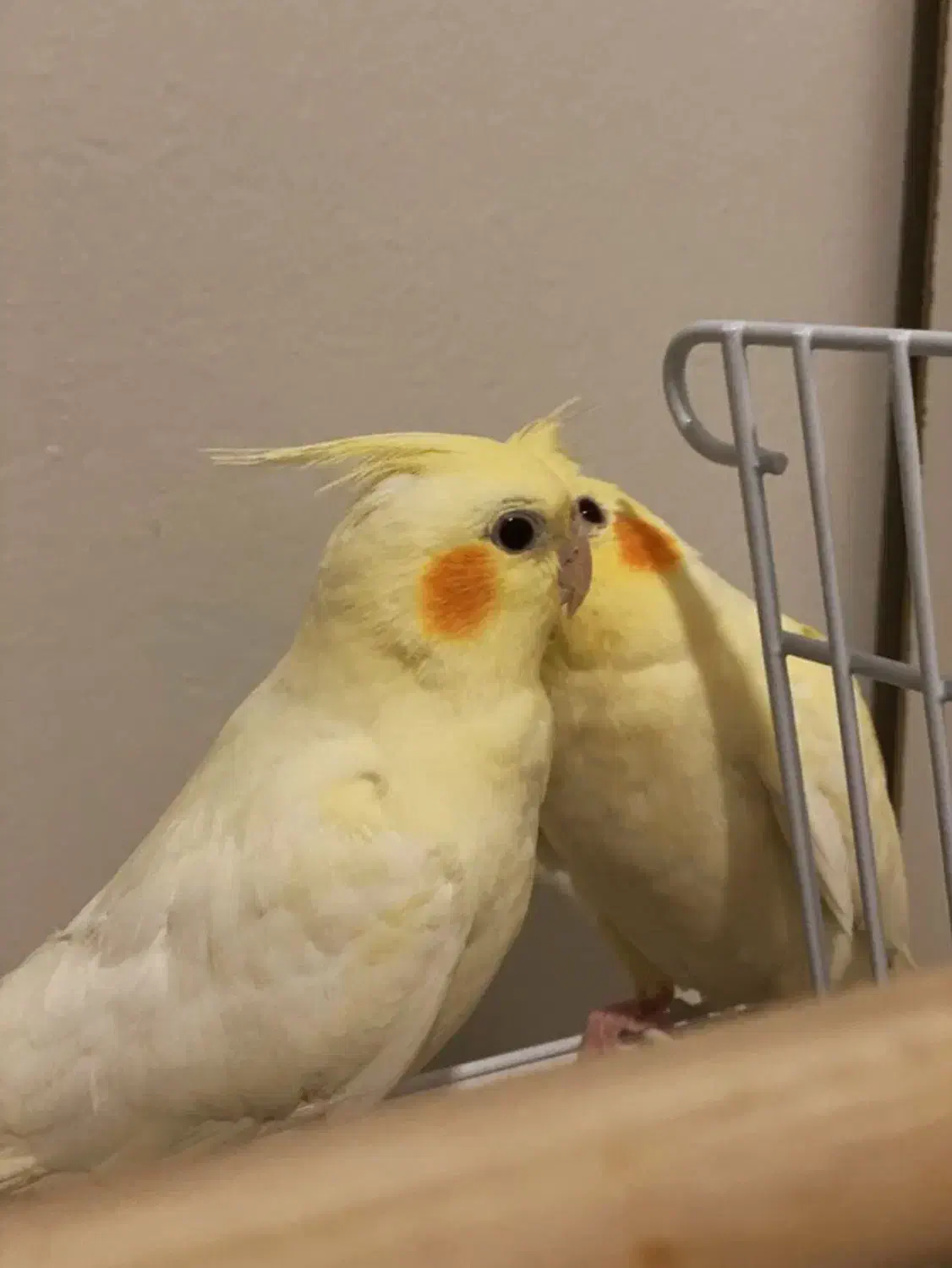 جفت عروس هلندی|پرنده|مشهد, شهید قربانی|دیوار