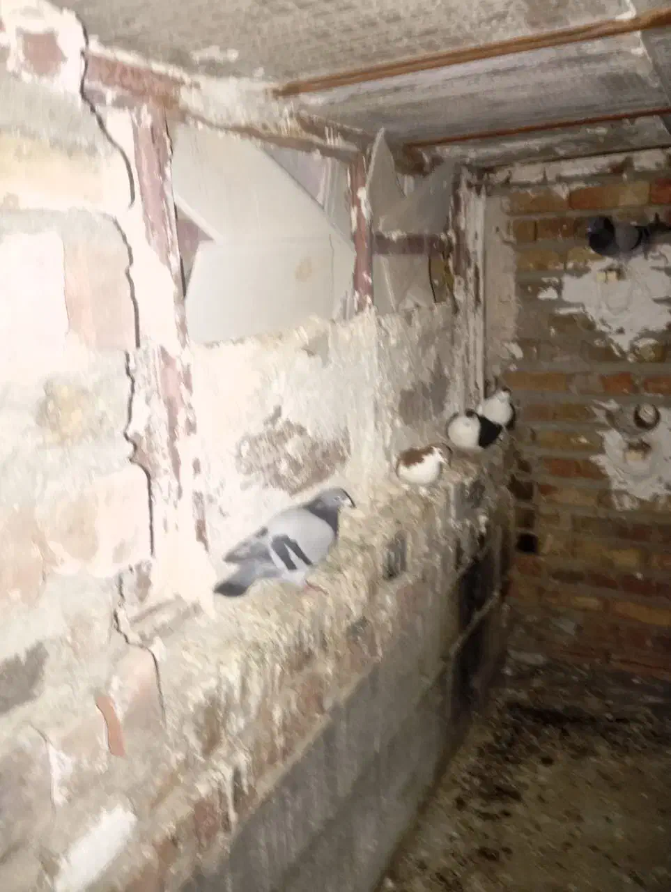 کبوتر فروشی|حیوانات|خاش, |دیوار