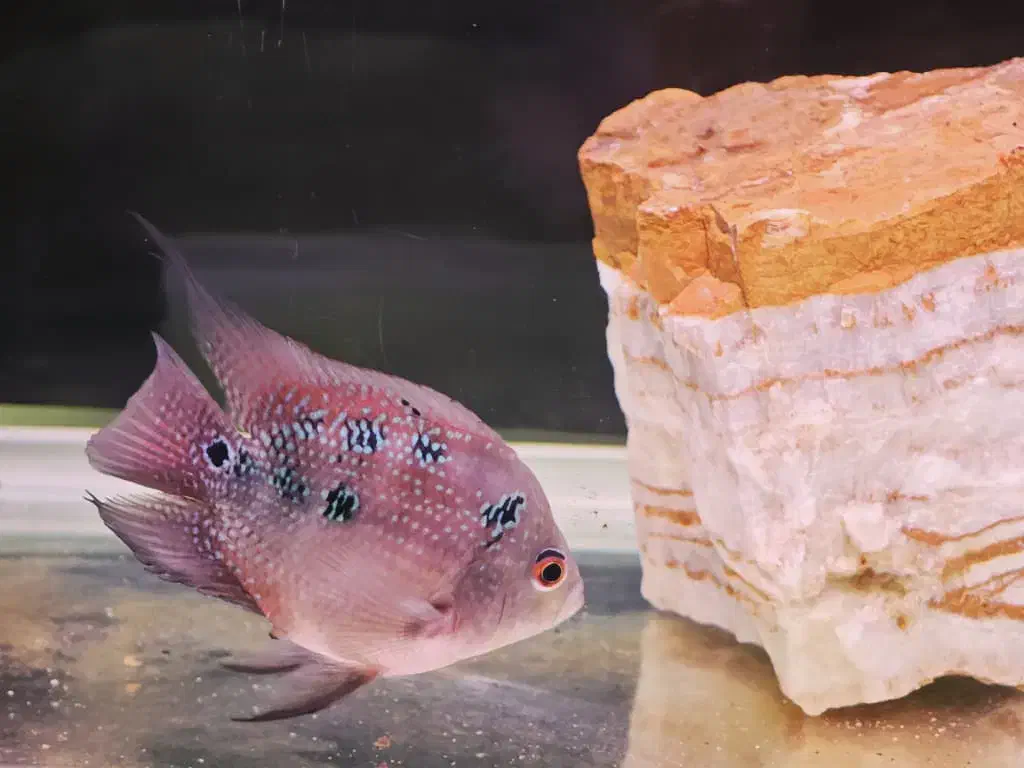 فلاور ماده مولد سایز ۱۲ سانت|ماهی|شیراز, شهرک سراج‎|دیوار