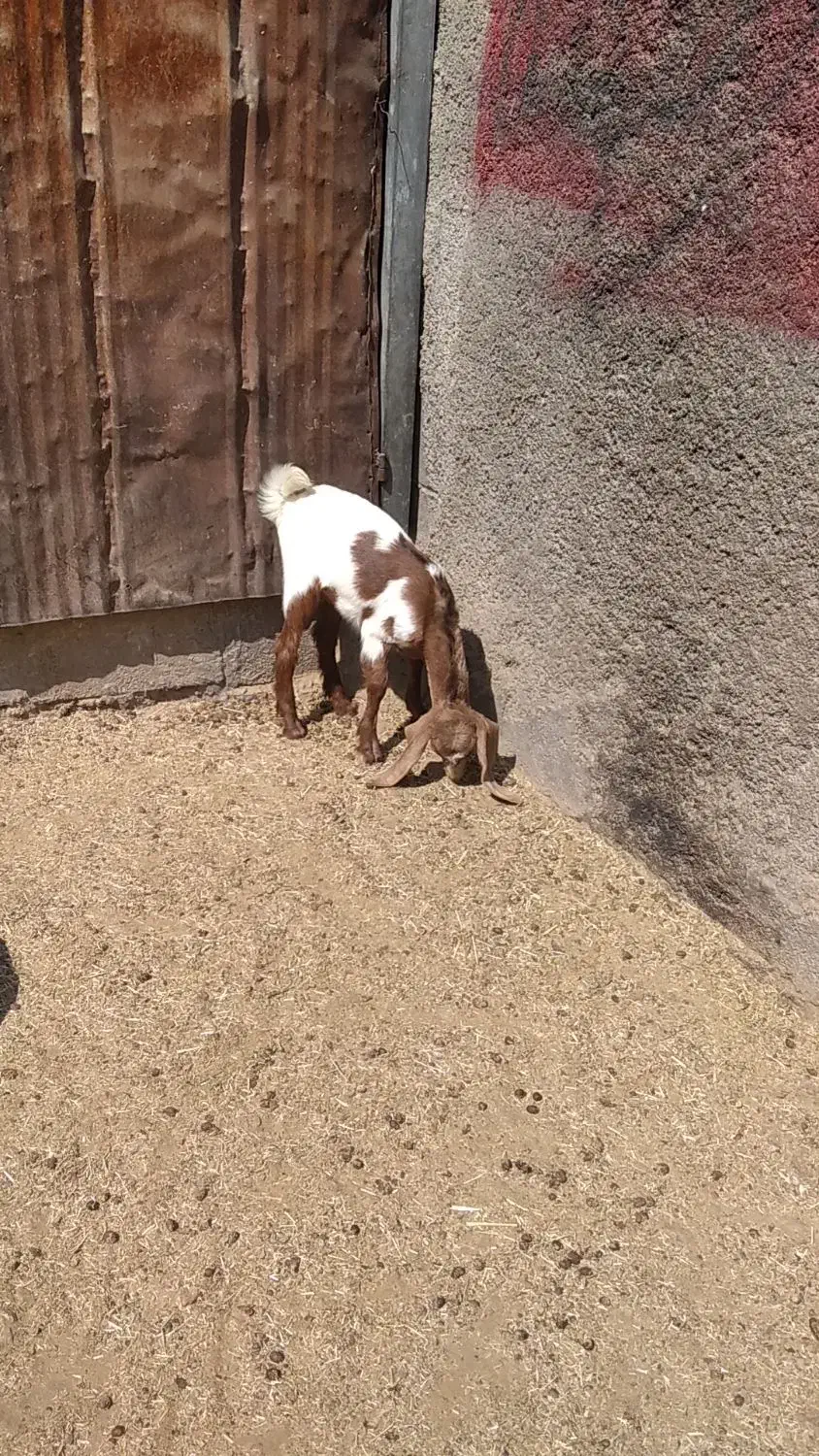 یک عدد بز سانن با کلر پاکستانی باکهره|حیوانات مزرعه|شیراز, شهرک مدرس|دیوار