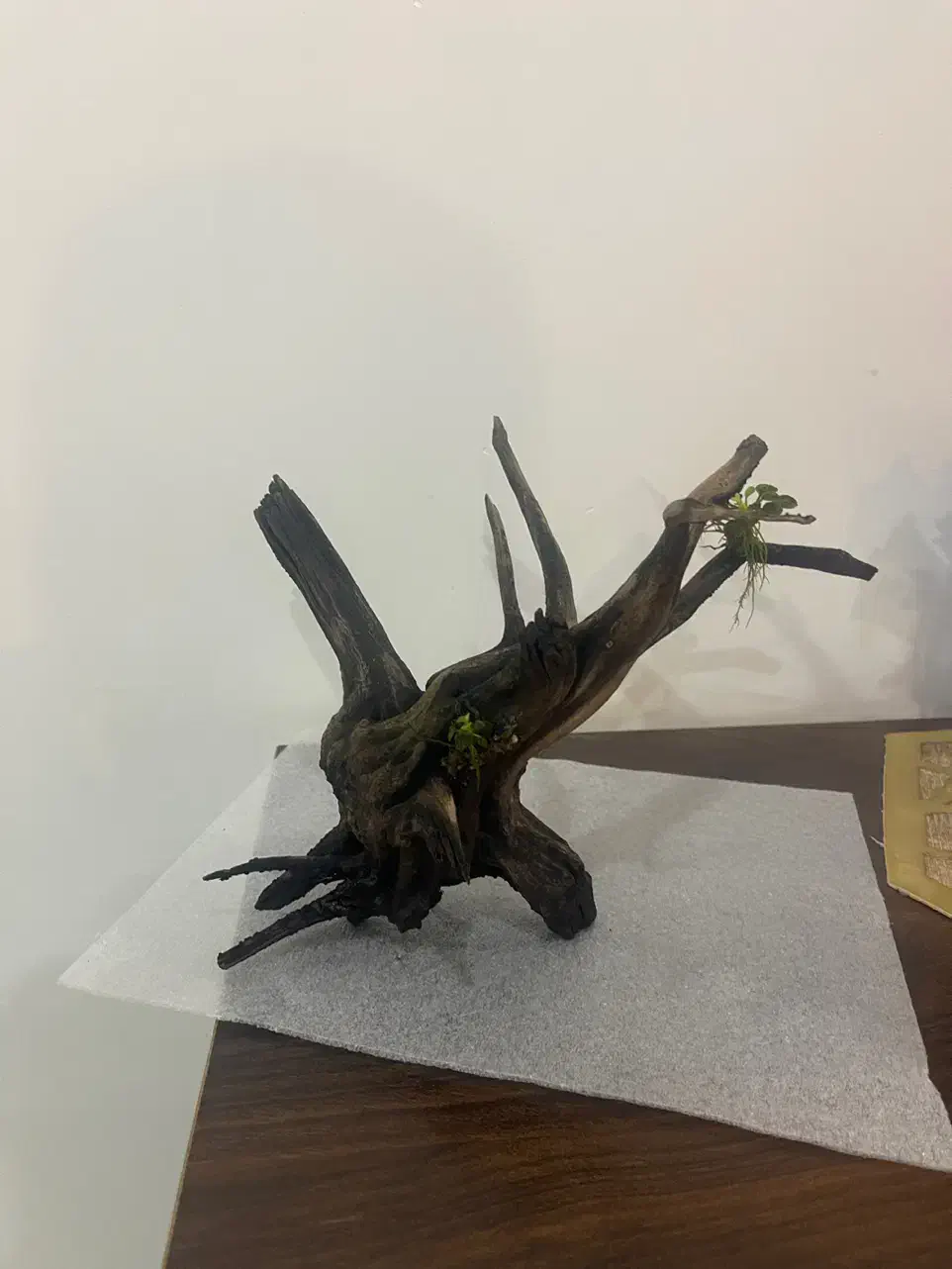 اکواریوم شرکتی نو اکبند با تجهیزات سالم|ماهی|اسلامشهر, مطهری|دیوار