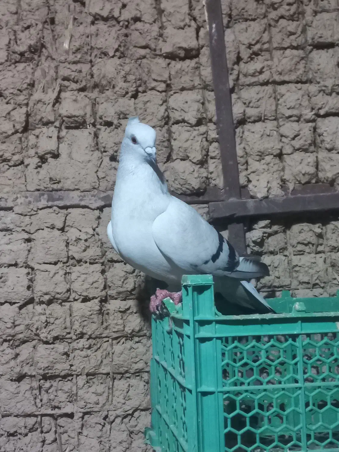 ماد....ه شامی|پرنده|اندیمشک, |دیوار