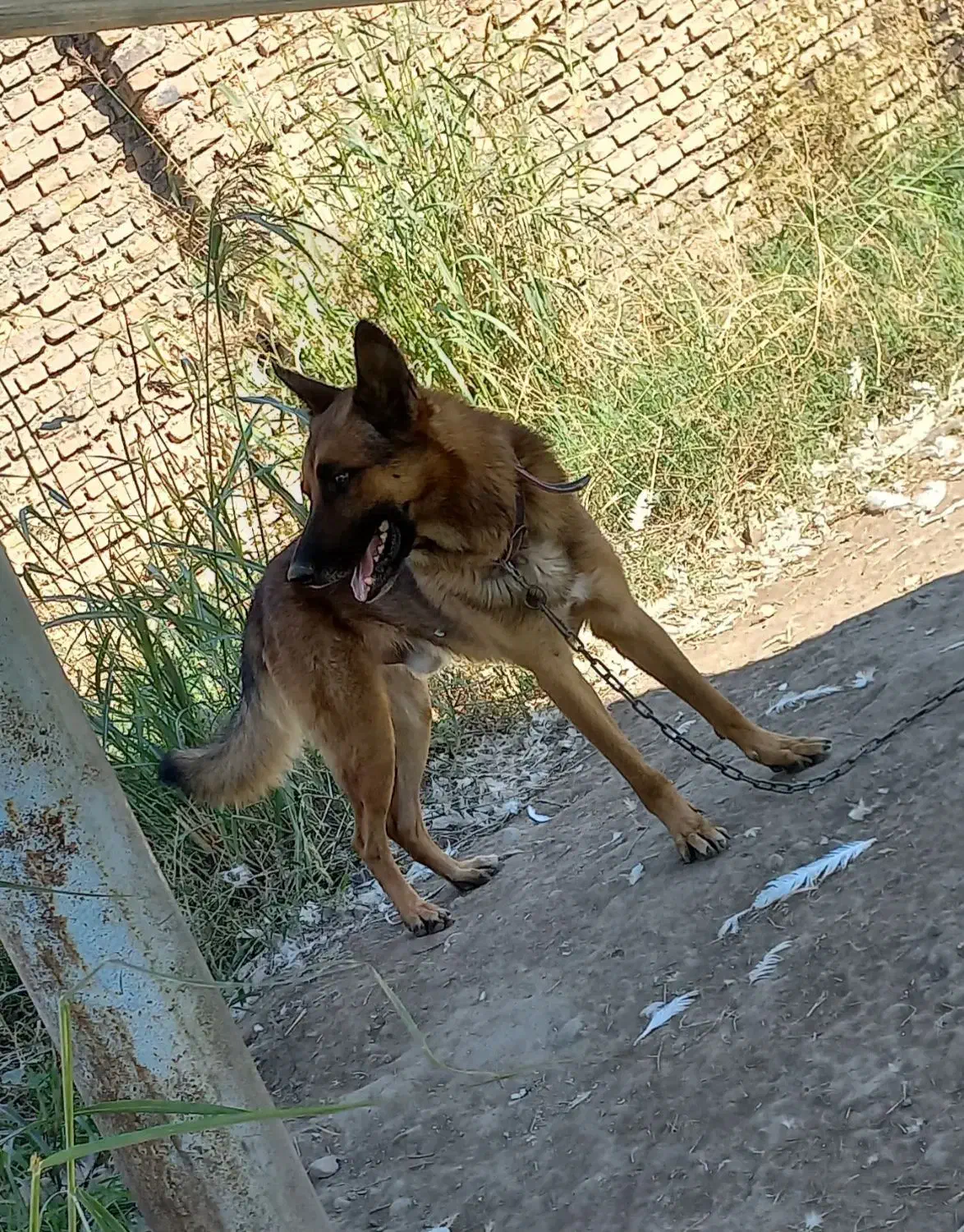 واگذاری سگ ژرمن|سگ|فاضل آباد, |دیوار