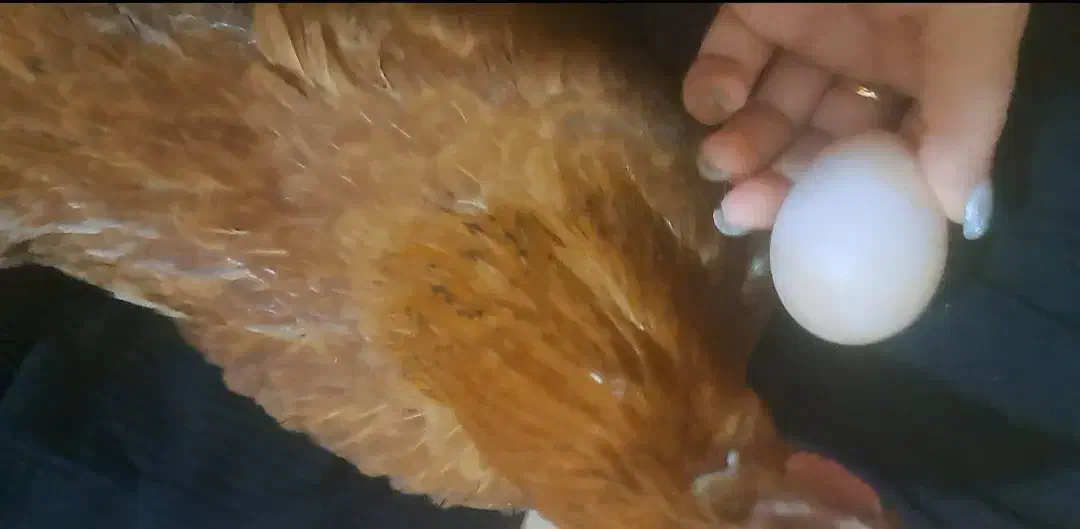 تخم مرغ محلی|خوردنی و آشامیدنی|اهواز, کمپلو جنوبی|دیوار