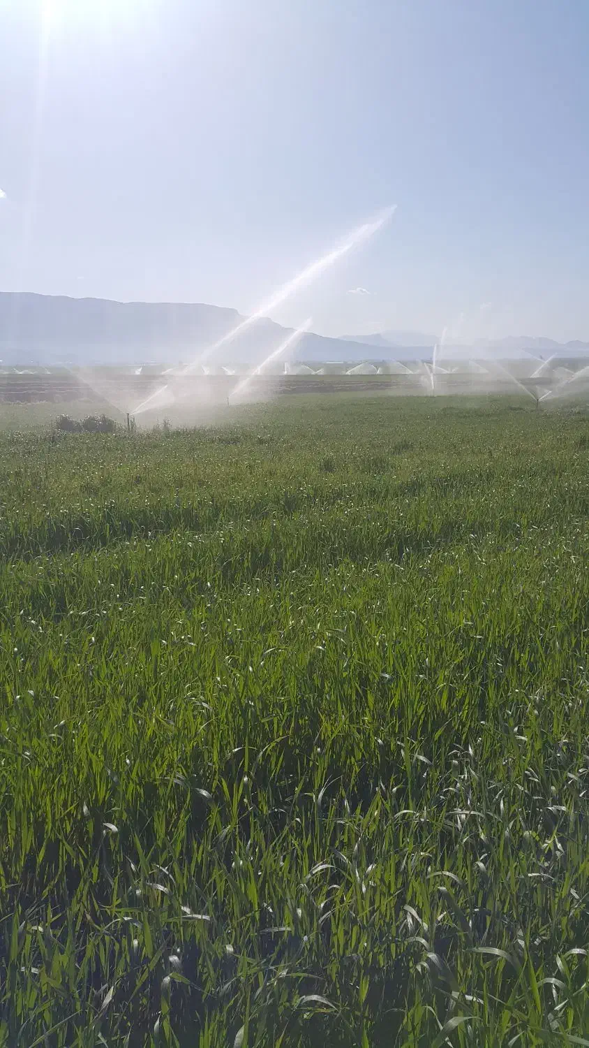 گندم سیروان|خوردنی و آشامیدنی|دشت ذهاب, |دیوار