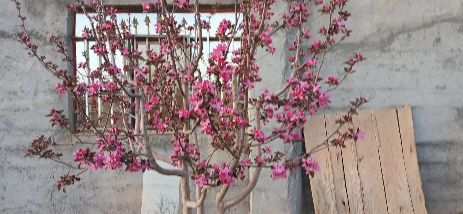 فروش باغ|فروش دفتر صنعتی، کشاورزی، تجاری|شاهرود, |دیوار