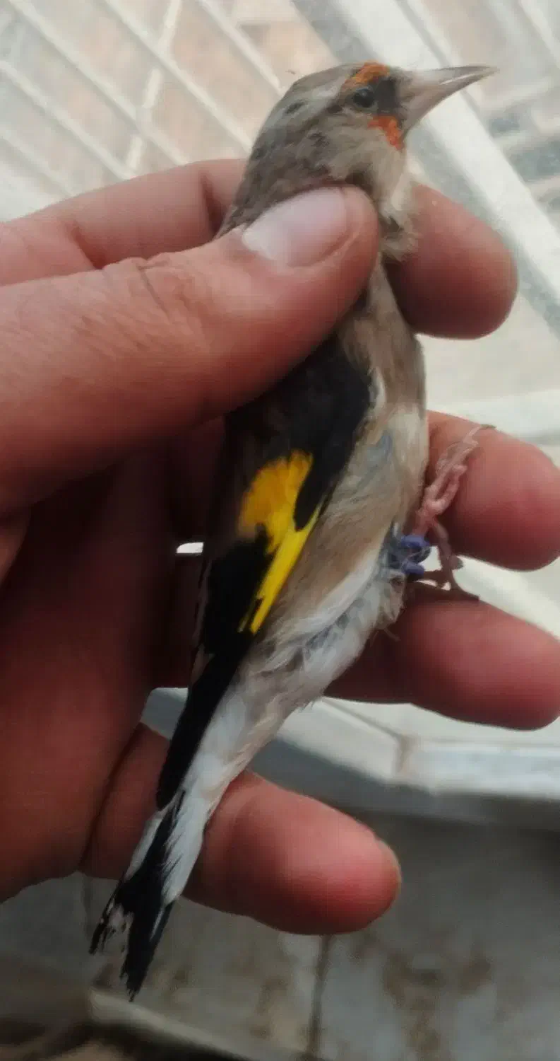 سهره سقا ماده کرمونی کارداده تضمینی ذاغسر|پرنده|کرمان, |دیوار