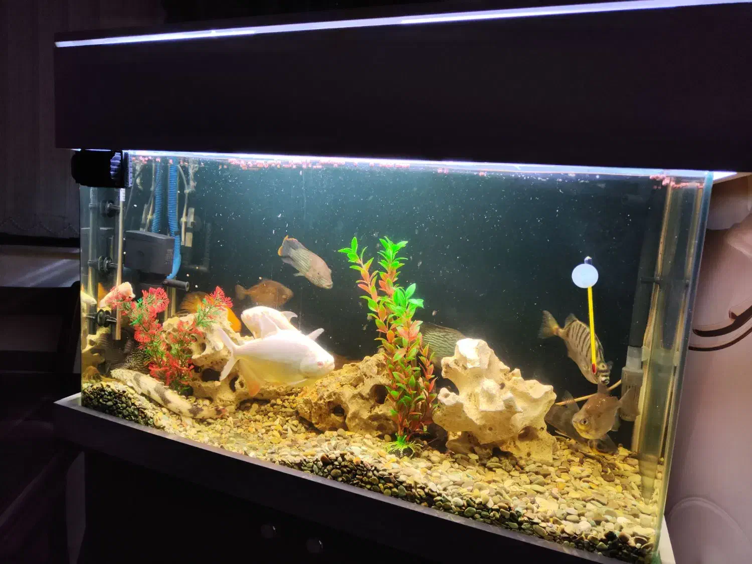 فروش آکواریوم ایتالیایی+تمام تجهیزات+ماهی های برند|ماهی|اردبیل, |دیوار