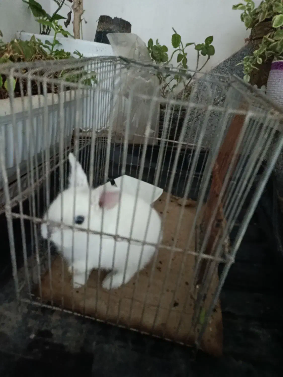 خرگوش موش|موش و خرگوش|نیشابور, دارایی|دیوار