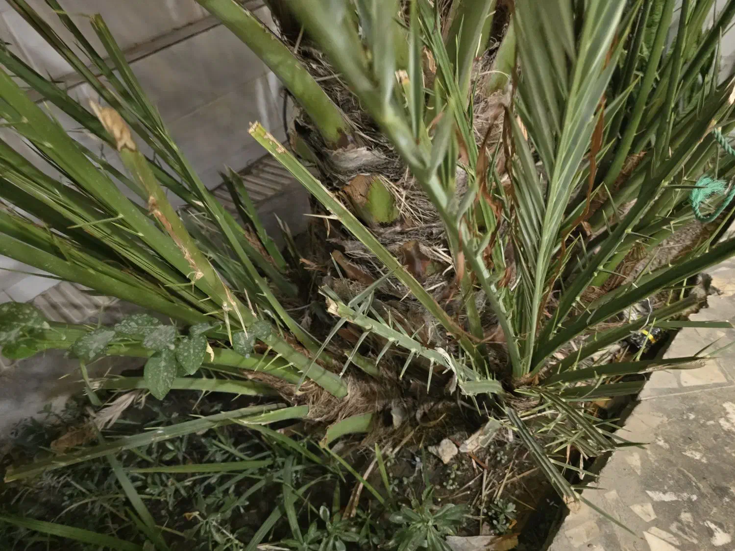 دمیت برحی|گل و گیاه طبیعی|بندر دیر, |دیوار