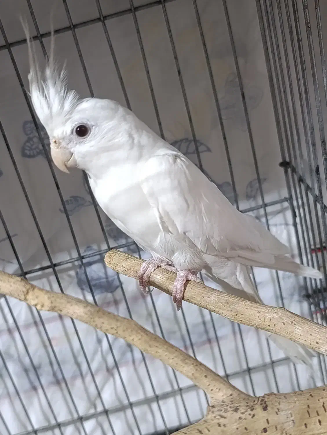 جفت عروس هلندی|پرنده|حمیدیه, |دیوار