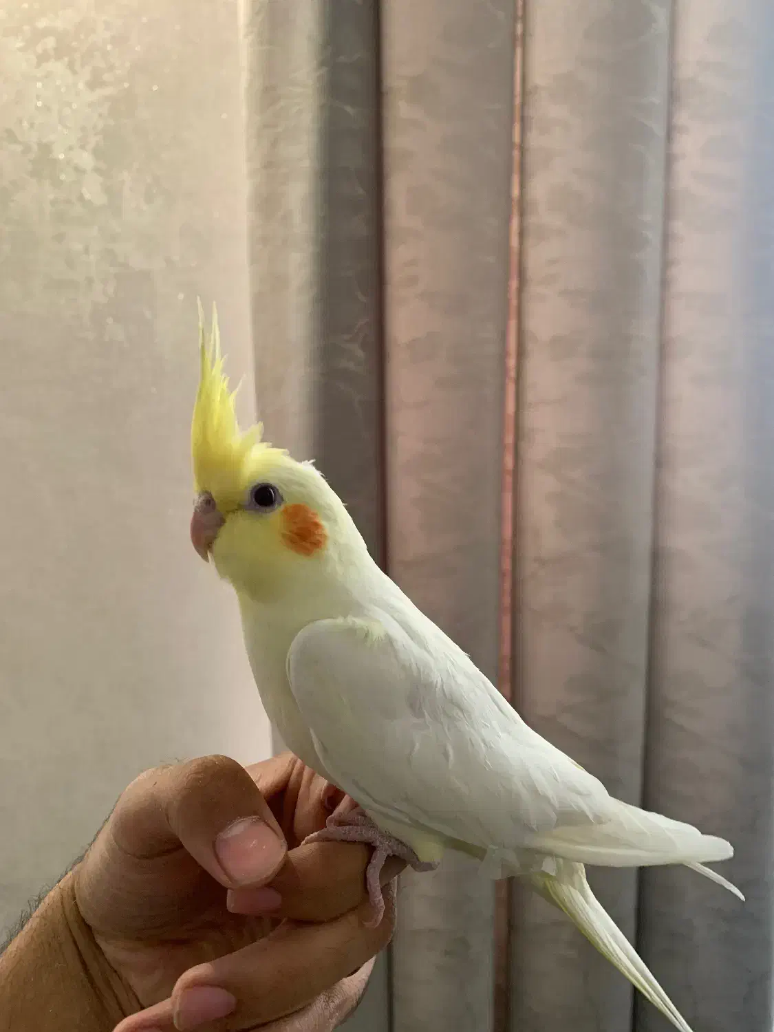 عروس هلندی سخنگو|پرنده|تهران, سازمان برنامه جنوبی|دیوار